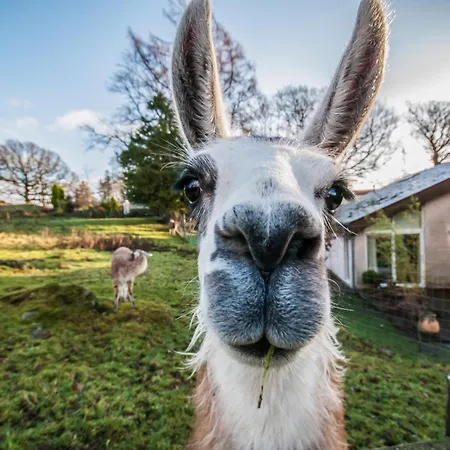 吉尔平湖畔别墅酒店 5* 鲍内斯温德米尔